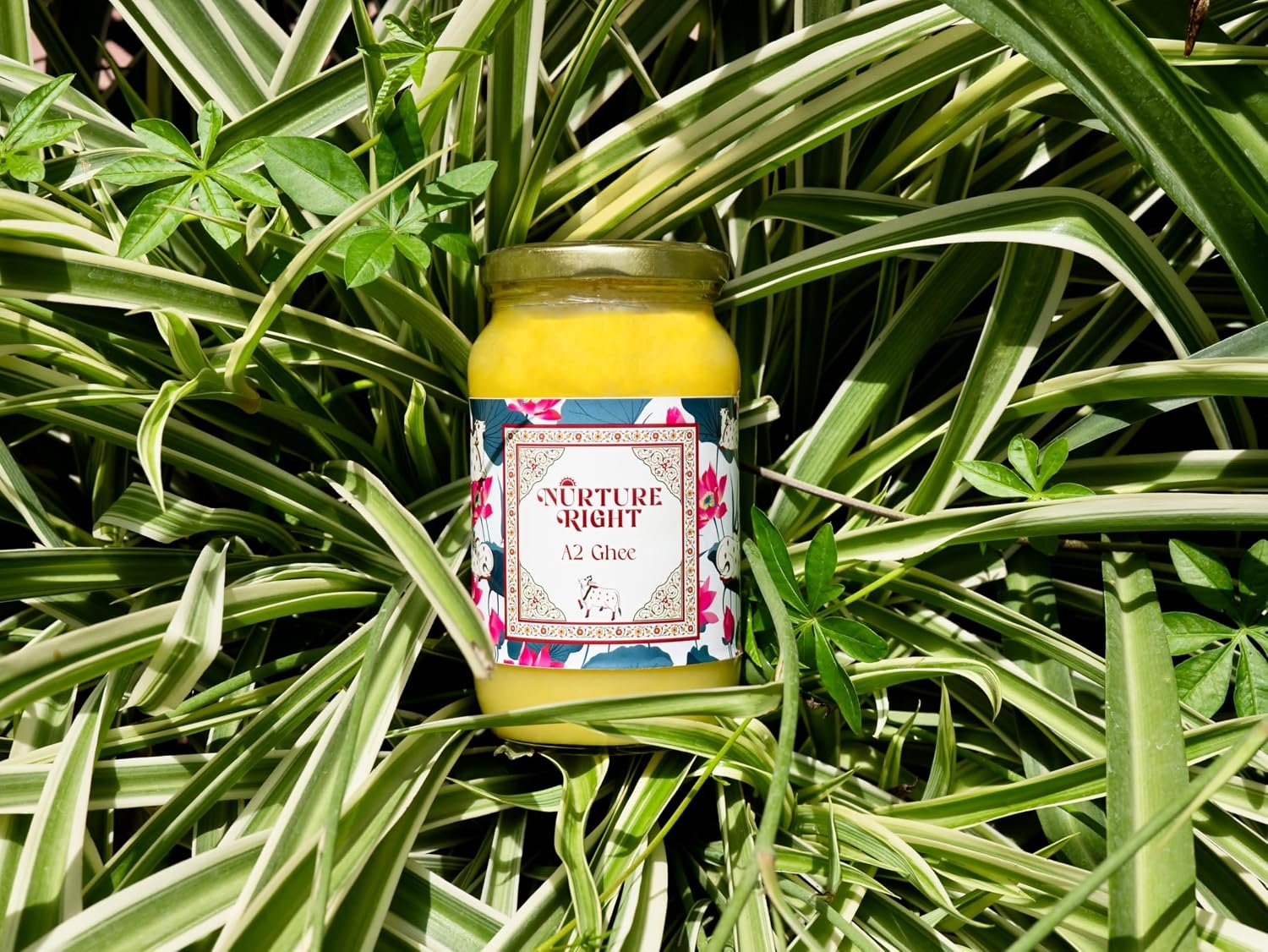 Nurture Right A2 Gir Cow Ghee 500ml | Ayurvedic Goghrta | Butyric Acid Rich | CLA for Metabolism | A2 Protein | NABL Tested | Glass Jar - Image 6